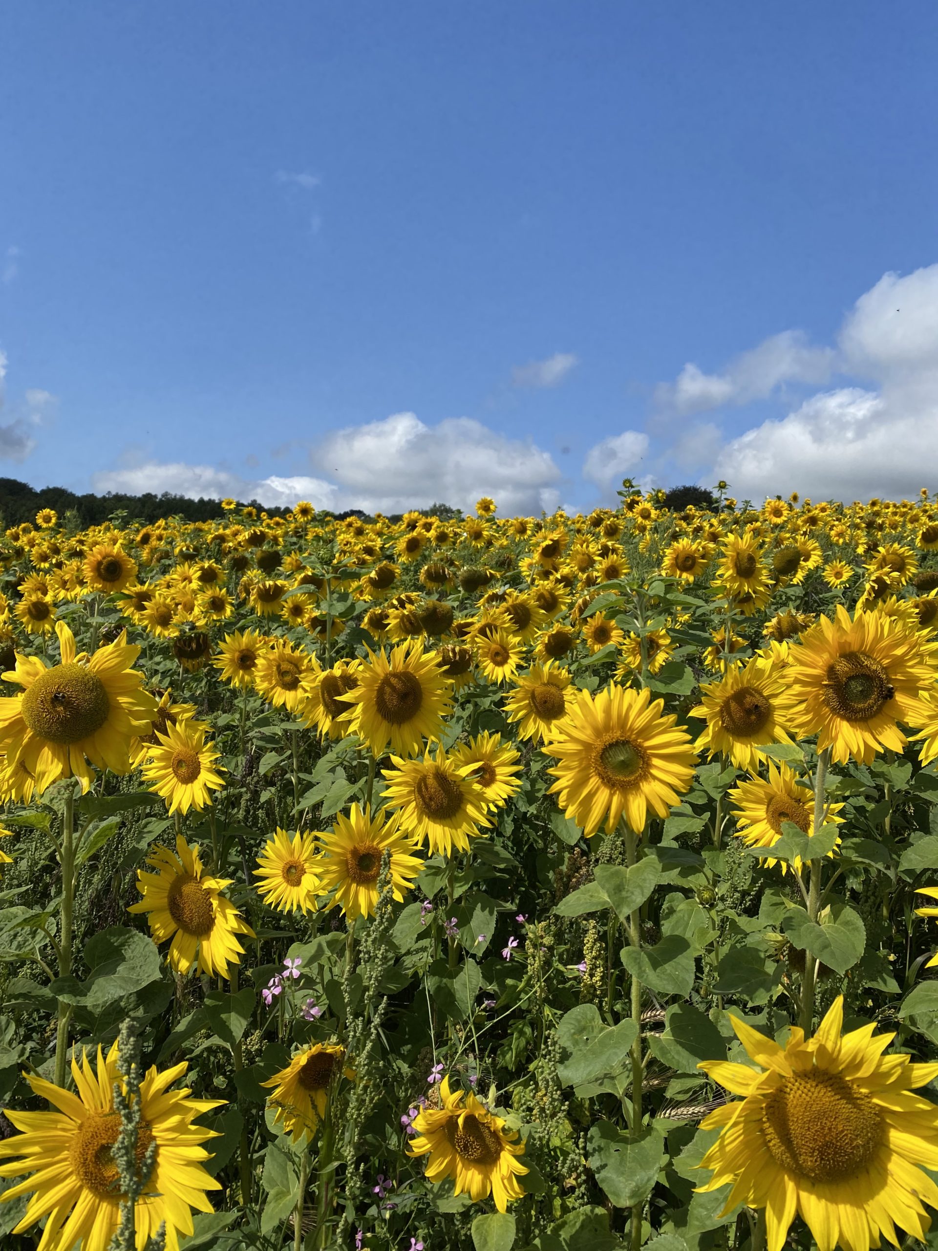 South Downs National Park (Aug 23)