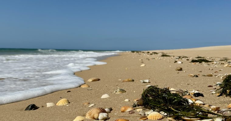 Parque Natural da Ria Formosa and Faro – Portugal (Apr 24)